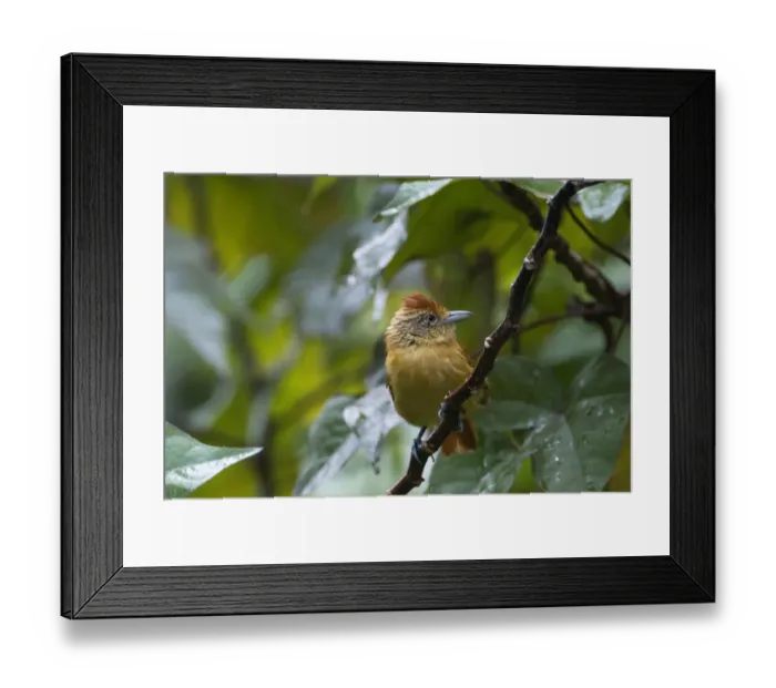 Framed Print : Barred Antshrike (Thamnophilus doliatus) adult female, perched on twig, Tobago, Trinidad and Tobago, October Framed Print : Barred Antshrike (Thamnophilus doliatus) adult female, perched on twig, Tobago, Trinidad and Tobago, October