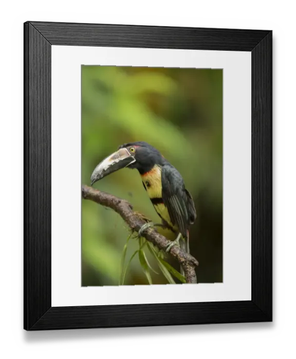Framed Print : Collared Aracari (Pteroglossus torquatus) adult, perched on branch, Costa Rica, March Framed Print : Collared Aracari (Pteroglossus torquatus) adult, perched on branch, Costa Rica, March