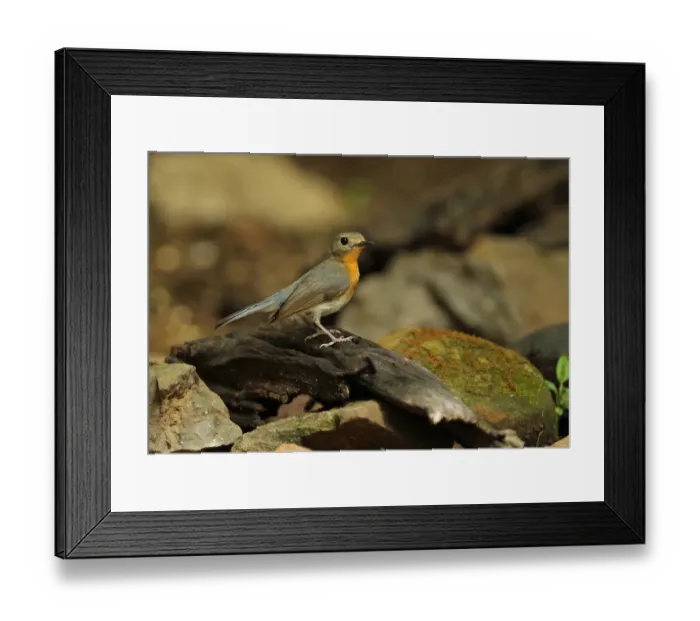 Framed Print : Tickells Blue-flycatcher (Cyornis tickelliae indochina) adult female, standing on log, near Kaeng Krachan, Thailand Framed Print : Tickells Blue-flycatcher (Cyornis tickelliae indochina) adult female, standing on log, near Kaeng Krachan, Thailand