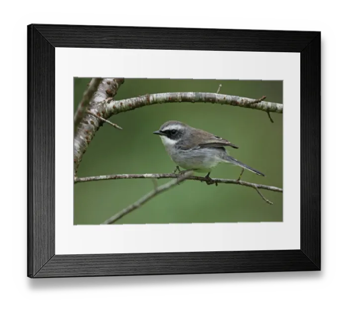 Framed Print : Grey Bushchat (Saxicola ferreus ferreus) adult male, perched on twig, Chiang Dao N. P Framed Print : Grey Bushchat (Saxicola ferreus ferreus) adult male, perched on twig, Chiang Dao N. P