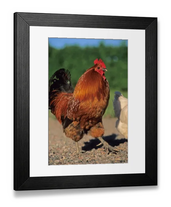 Framed Print : Domestic Chicken, Hedemora Fowl cockerel, Sweden Framed Print : Domestic Chicken, Hedemora Fowl cockerel, Sweden