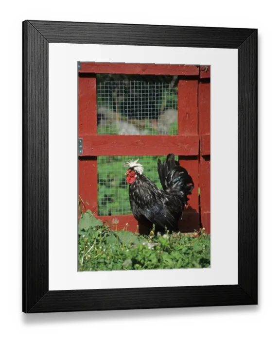 Framed Print : Domestic Chicken, Dutch White-hood cockerel, Sweden Framed Print : Domestic Chicken, Dutch White-hood cockerel, Sweden