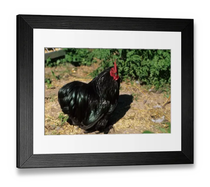 Framed Print : Domestic Chicken, Dwarf Cochin cockerel, Sweden Framed Print : Domestic Chicken, Dwarf Cochin cockerel, Sweden