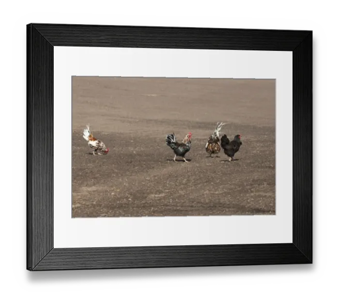 Framed Print : Domestic Chicken, cockerels and hen, four feeding in cultivated field, Skane, Sweden, spring Framed Print : Domestic Chicken, cockerels and hen, four feeding in cultivated field, Skane, Sweden, spring
