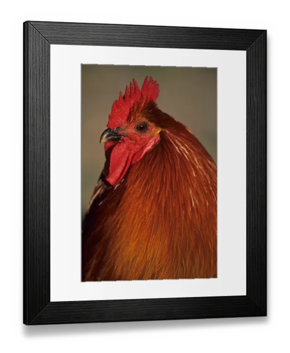 Framed Print : Domestic Chicken, Hedemora Fowl cockerel, close-up of head, Sweden Framed Print : Domestic Chicken, Hedemora Fowl cockerel, close-up of head, Sweden