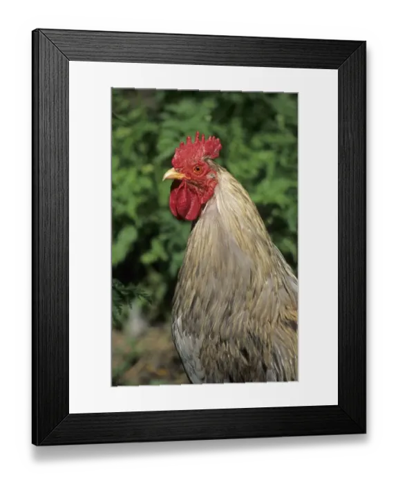 Framed Print : Domestic Chicken, Cochin cockerel, bantam, close-up of head and neck, Sweden Framed Print : Domestic Chicken, Cochin cockerel, bantam, close-up of head and neck, Sweden