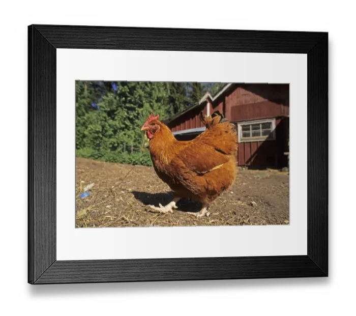 Framed Print : Domestic Chicken, free-range hen, walking, Sweden Framed Print : Domestic Chicken, free-range hen, walking, Sweden