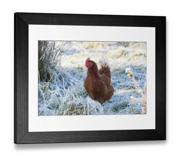 Framed Print : Domestic Chicken, free-range hen, standing in frosty grass, Chipping, Lancashire, England, December Framed Print : Domestic Chicken, free-range hen, standing in frosty grass, Chipping, Lancashire, England, December
