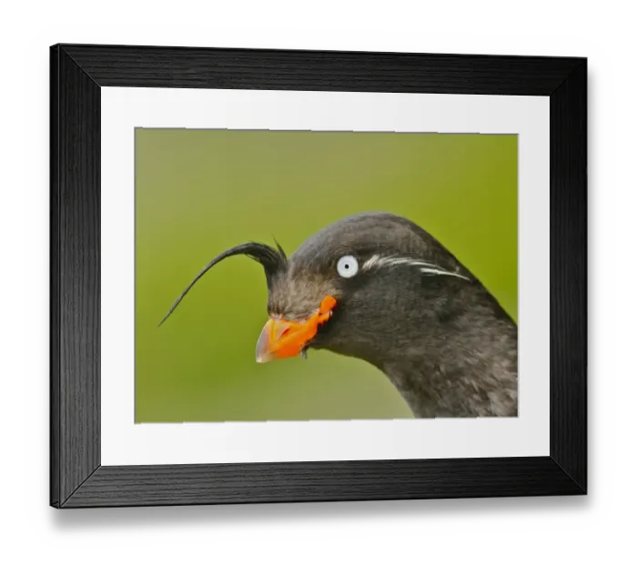 Framed Print : Crested Auklet (Aethia cristatella) adult, breeding plumage, close-up of head Framed Print : Crested Auklet (Aethia cristatella) adult, breeding plumage, close-up of head