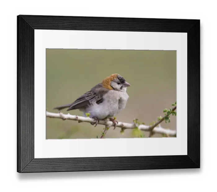 Framed Print : Speckle-fronted Weaver (Sporopipes frontalis) adult, perched on twig, Serengeti N. P. Tanzania, December Framed Print : Speckle-fronted Weaver (Sporopipes frontalis) adult, perched on twig, Serengeti N. P. Tanzania, December