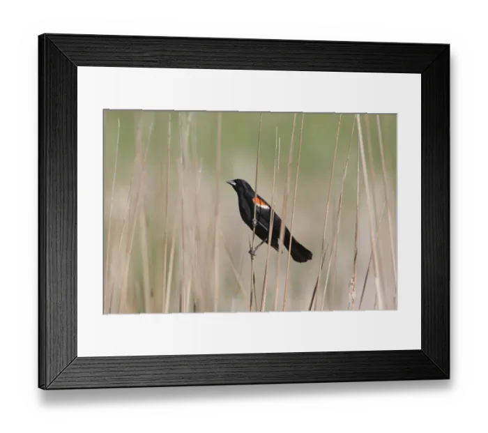 Framed Print : Red-winged Blackbird (Agelaius phoeniceus) adult male, perched on stem, North Dakota, U. S. A. June Framed Print : Red-winged Blackbird (Agelaius phoeniceus) adult male, perched on stem, North Dakota, U. S. A. June