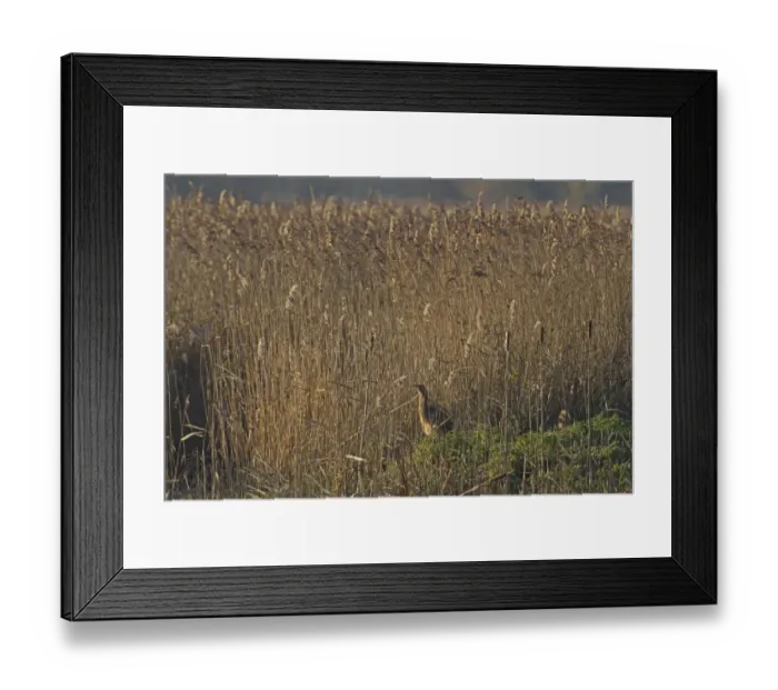 Framed Print : Great Bittern (Botaurus stellaris) adult, standing in reedbed habitat, Strumpshaw Fen RSPB Reserve, River Yare Framed Print : Great Bittern (Botaurus stellaris) adult, standing in reedbed habitat, Strumpshaw Fen RSPB Reserve, River Yare