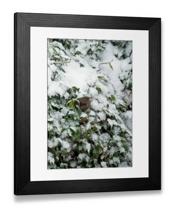 Framed Print : European Blackbird (Turdus merula) adult female, perched amongst snow covered Common Ivy (Hedera helix) leaves Framed Print : European Blackbird (Turdus merula) adult female, perched amongst snow covered Common Ivy (Hedera helix) leaves