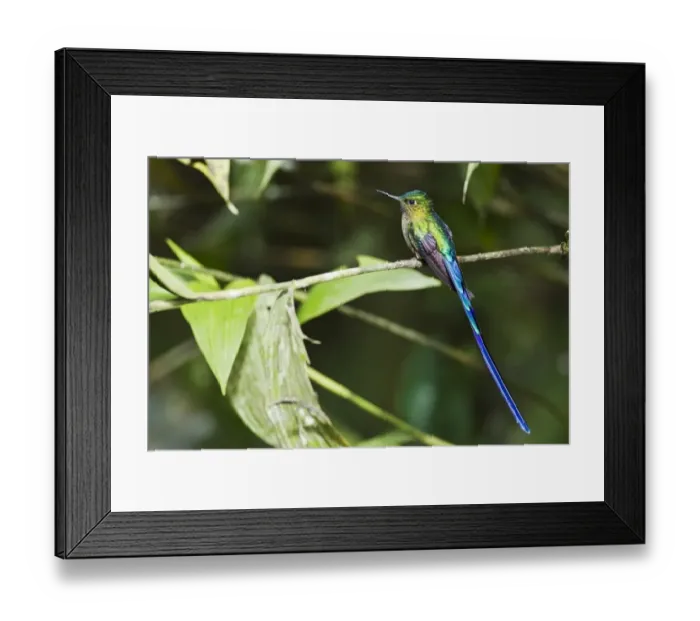 Framed Print : Violet-tailed Sylph (Aglaiocercus coelestis) adult male, perched on twig in montane rainforest, Andes, Ecuador