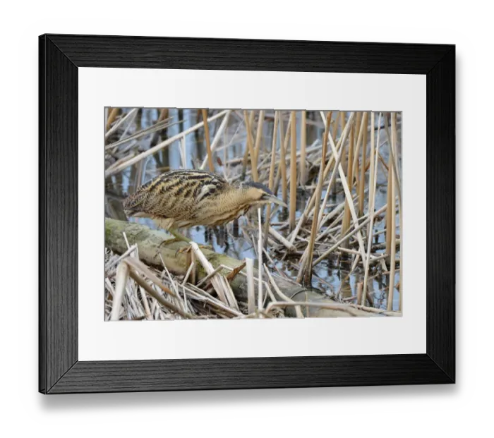 Framed Print : Great Bittern (Botaurus stellaris) adult, hunting, standing on log in reedbed, Slimbridge, Gloucestershire, England