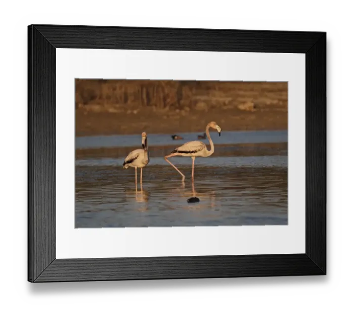 Framed Print : Caribbean Flamingo (Phoenicopterus ruber) two immatures, standing in lagoon, Zapata Peninsula, Matanzas Province, Cuba Framed Print : Caribbean Flamingo (Phoenicopterus ruber) two immatures, standing in lagoon, Zapata Peninsula, Matanzas Province, Cuba