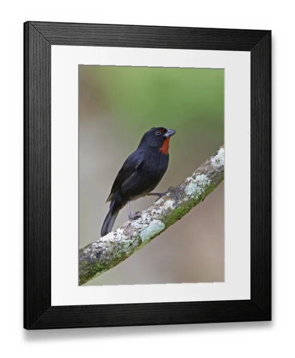 Framed Print : Lesser Antillean Bullfinch (Loxigilla noctis sclateri) adult male, perched on branch, Fond Doux Plantation, St Framed Print : Lesser Antillean Bullfinch (Loxigilla noctis sclateri) adult male, perched on branch, Fond Doux Plantation, St