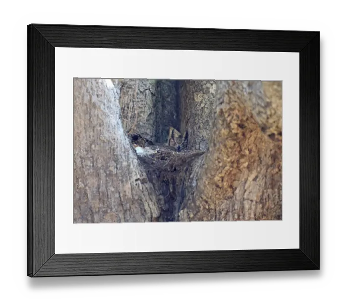 Framed Print : Greyish Eagle-owl (Bubo cinerascens) adult, sitting on nest in tree, Gambia, January Framed Print : Greyish Eagle-owl (Bubo cinerascens) adult, sitting on nest in tree, Gambia, January