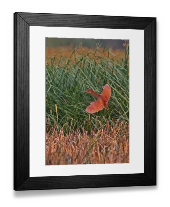 Framed Print : Cinnamon Bittern (Ixobrychus cinnamomeus) adult male, in flight, landing in reedbed, Kratie, Cambodia, January Framed Print : Cinnamon Bittern (Ixobrychus cinnamomeus) adult male, in flight, landing in reedbed, Kratie, Cambodia, January