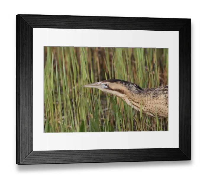Framed Print : Great Bittern (Botaurus stellaris) adult, close-up of head, in reedbed, Minsmere RSPB Reserve, Suffolk, England, April