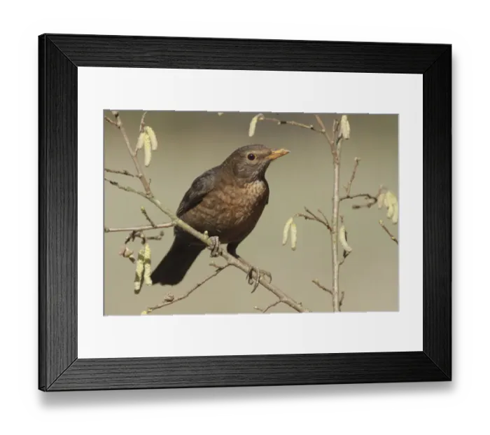 Framed Print : European Blackbird (Turdus merula) adult female, perched on Common Hazel (Corylus avellana) twig with catkins
