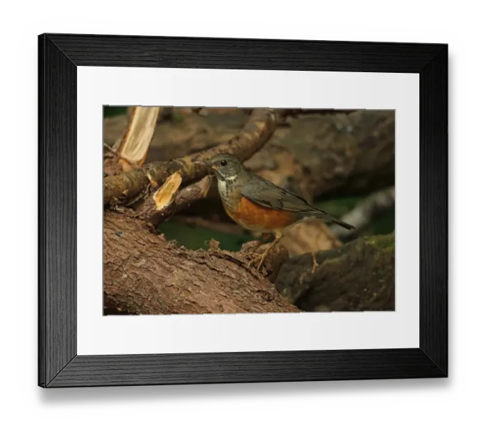 Framed Print : Black-breasted Thrush (Turdus dissimilis) adult female, standing on log, Doi Ang Khang, Chiang Mai Province, Thailand Framed Print : Black-breasted Thrush (Turdus dissimilis) adult female, standing on log, Doi Ang Khang, Chiang Mai Province, Thailand