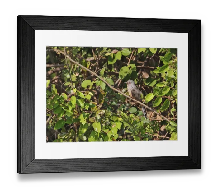 Framed Print : Plaintive Cuckoo (Cacomantis merulinus querulus) adult male, perched on branch, Ang Trapaeng Thmor, Cambodia, January Framed Print : Plaintive Cuckoo (Cacomantis merulinus querulus) adult male, perched on branch, Ang Trapaeng Thmor, Cambodia, January
