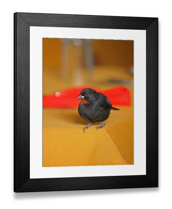 Framed Print : Lesser Antillean Bullfinch (Loxigilla noctis sclateri) adult male, visiting breakfast table, Fond Doux Plantation, St Framed Print : Lesser Antillean Bullfinch (Loxigilla noctis sclateri) adult male, visiting breakfast table, Fond Doux Plantation, St