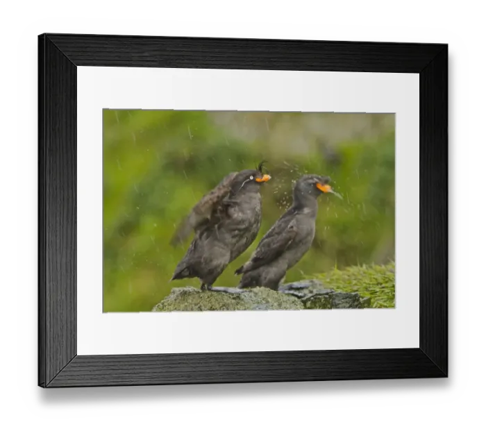 Framed Print : Crested Auklet (Aethia cristatella) two adults, breeding plumage, shaking water from feathers Framed Print : Crested Auklet (Aethia cristatella) two adults, breeding plumage, shaking water from feathers