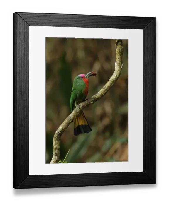 Framed Print : Red-bearded Bee-eater (Nyctyornis amictus) adult male, with beetle prey in beak, perched on branch, Kaeng Krachan N. P Framed Print : Red-bearded Bee-eater (Nyctyornis amictus) adult male, with beetle prey in beak, perched on branch, Kaeng Krachan N. P