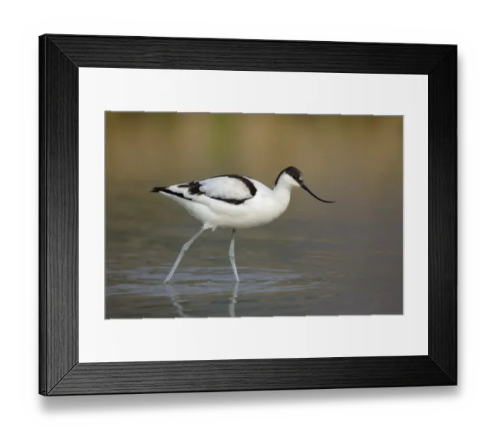 Framed Print : Eurasian Avocet (Recurvirostra avosetta) immature, walking in shallow water, Long Valley, New Territories, Hong Kong Framed Print : Eurasian Avocet (Recurvirostra avosetta) immature, walking in shallow water, Long Valley, New Territories, Hong Kong