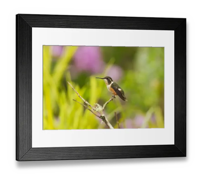 Framed Print : Purple-throated Woodstar (Calliphlox mitchellii) adult female, perched on twig in montane rainforest, Andes, Ecuador