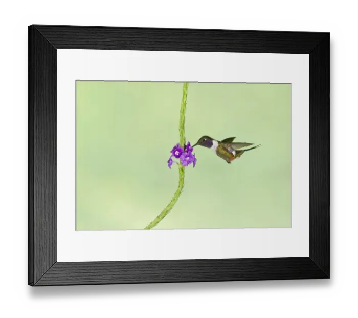 Framed Print : Purple-throated Woodstar (Calliphlox mitchellii) adult male, in flight, hovering at flower in montane rainforest Framed Print : Purple-throated Woodstar (Calliphlox mitchellii) adult male, in flight, hovering at flower in montane rainforest