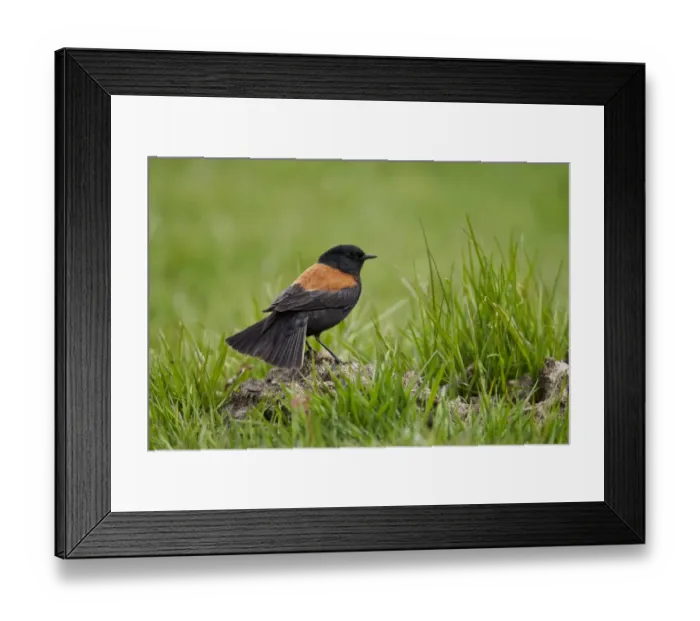 Framed Print : Austral Negrito (Lessonia rufa) adult male, standing on ground, Torres del Paine N. P Framed Print : Austral Negrito (Lessonia rufa) adult male, standing on ground, Torres del Paine N. P