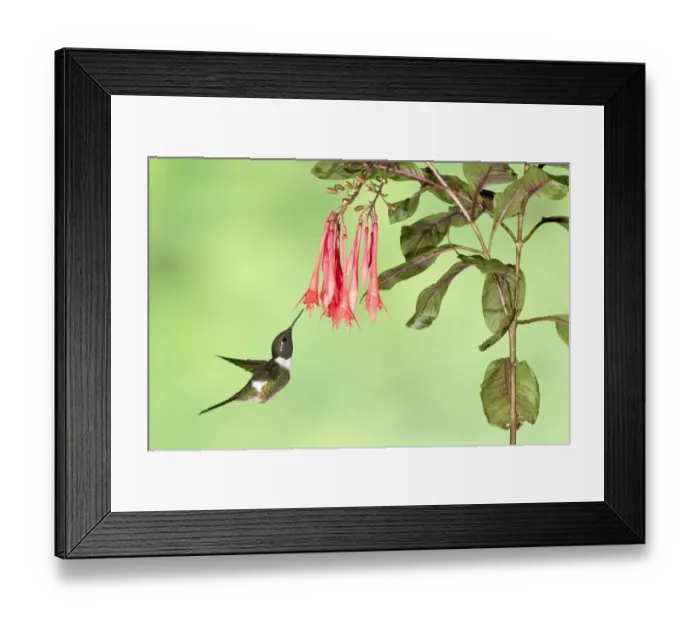 Framed Print : Purple-throated Woodstar (Calliphlox mitchellii) adult male, in flight, hovering at flower in montane rainforest Framed Print : Purple-throated Woodstar (Calliphlox mitchellii) adult male, in flight, hovering at flower in montane rainforest