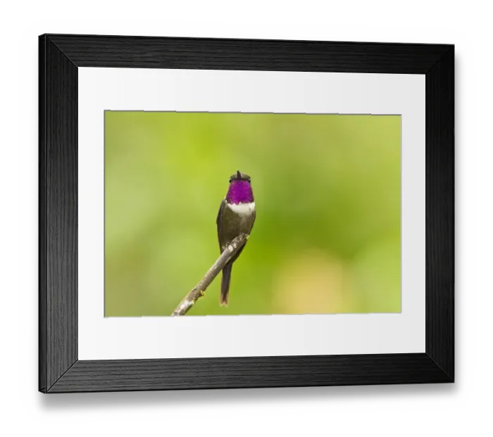 Framed Print : Gorgeted Sunangel (Heliangelus strophianus) adult male, perched on twig in montane rainforest, Andes, Ecuador, November Framed Print : Gorgeted Sunangel (Heliangelus strophianus) adult male, perched on twig in montane rainforest, Andes, Ecuador, November