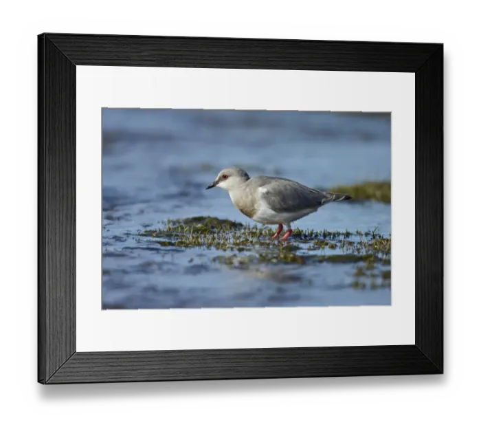 Framed Print : Magellanic Plover (Pluvianellus socialis) adult, standing in shallow water, El Calafate, Santa Cruz Province Framed Print : Magellanic Plover (Pluvianellus socialis) adult, standing in shallow water, El Calafate, Santa Cruz Province