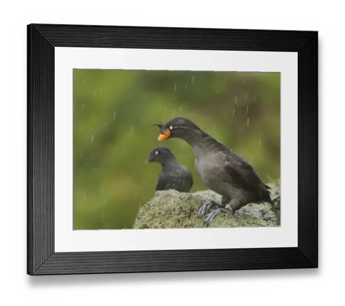 Framed Print : Crested Auklet (Aethia cristatella) and Least Auklet (Aethia pusillus) two adults, breeding plumage