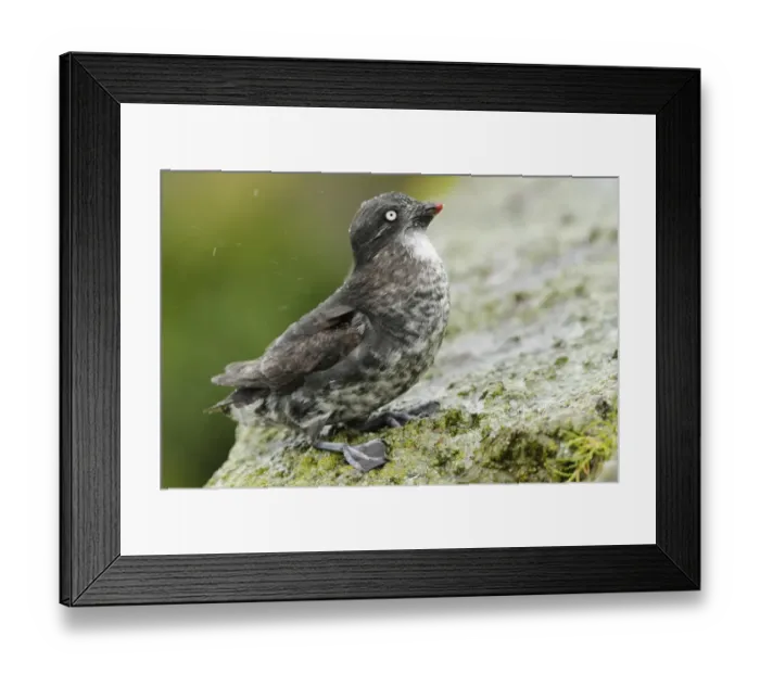 Framed Print : Least Auklet (Aethia pusillus) adult, breeding plumage, standing on rock, Alaska Maritime National Wildlife Refuge Framed Print : Least Auklet (Aethia pusillus) adult, breeding plumage, standing on rock, Alaska Maritime National Wildlife Refuge
