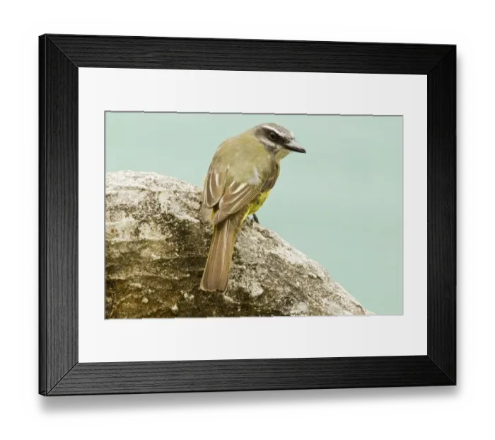 Framed Print : Golden-crowned Flycatcher (Myiodynastes chrysocephalus) adult, perched on rock in montane rainforest, San Isidro Framed Print : Golden-crowned Flycatcher (Myiodynastes chrysocephalus) adult, perched on rock in montane rainforest, San Isidro