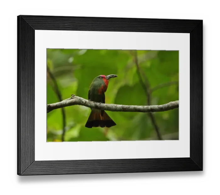 Framed Print : Red-bearded Bee-eater (Nyctyornis amictus) adult male, with beetle prey in beak, perched on branch, Kaeng Krachan N. P