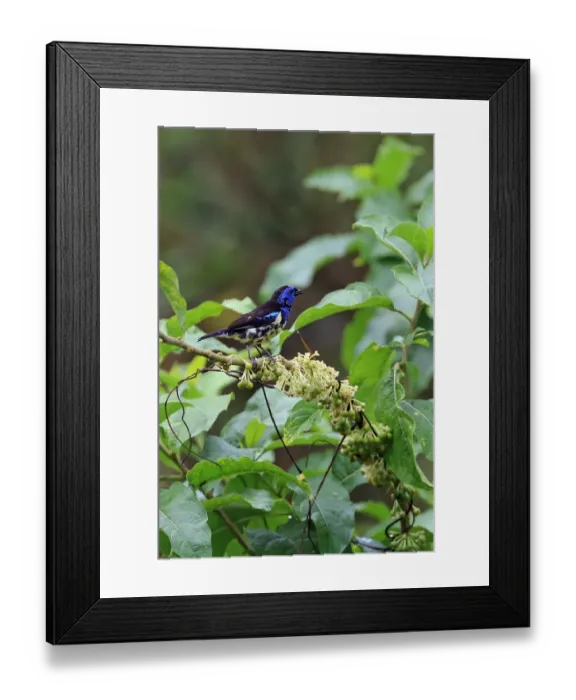 Framed Print : Turquoise Tanager (Tangara mexicana) adult, perched in flowering and fruiting bush, Trinidad, Trinidad and Tobago Framed Print : Turquoise Tanager (Tangara mexicana) adult, perched in flowering and fruiting bush, Trinidad, Trinidad and Tobago
