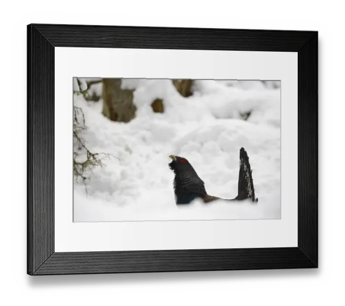 Framed Print : Western Capercaillie (Tetrao urogallus) adult male, displaying on snow in coniferous forest, Italian Alps, Italy, May Framed Print : Western Capercaillie (Tetrao urogallus) adult male, displaying on snow in coniferous forest, Italian Alps, Italy, May
