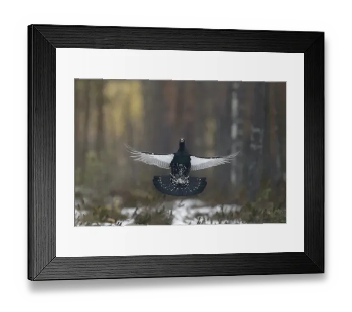 Framed Print : Western Capercaillie (Tetrao urogallus) adult male, flutter-jumping display at lek in snow covered coniferous forest