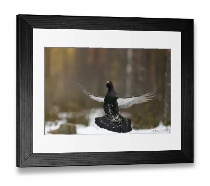 Framed Print : Western Capercaillie (Tetrao urogallus) adult male, flutter-jumping display at lek in snow covered coniferous forest Framed Print : Western Capercaillie (Tetrao urogallus) adult male, flutter-jumping display at lek in snow covered coniferous forest