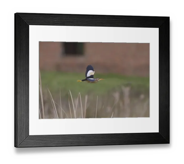 Framed Print : Little Bittern (Ixobrychus minutus) adult male, breeding plumage, in flight, Extremadura, Spain, April Framed Print : Little Bittern (Ixobrychus minutus) adult male, breeding plumage, in flight, Extremadura, Spain, April