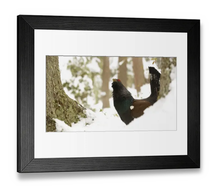 Framed Print : Western Capercaillie (Tetrao urogallus) adult male, displaying on snow in coniferous forest, Italian Alps, Italy, May