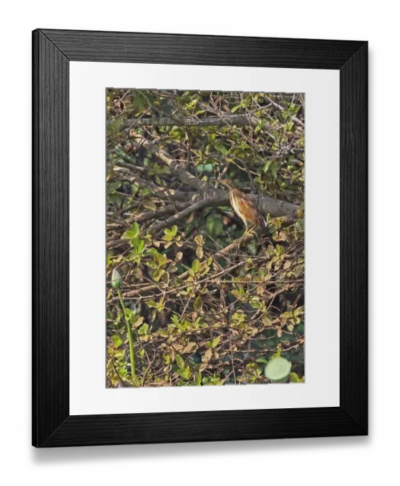 Framed Print : Yellow Bittern (Ixobrychus sinensis) immature, perched in waterside tree, Ang Trapaeng Thmor, Cambodia, January Framed Print : Yellow Bittern (Ixobrychus sinensis) immature, perched in waterside tree, Ang Trapaeng Thmor, Cambodia, January
