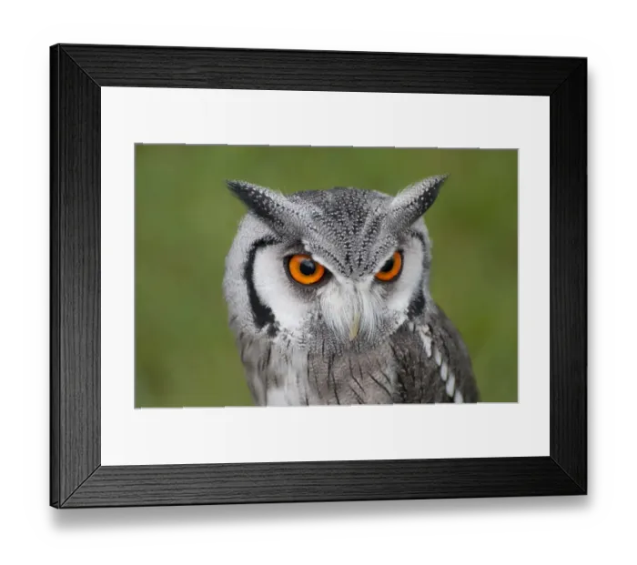 Framed Print : Southern White-faced Owl (Ptilopsis granti) adult, close-up of head (captive) Framed Print : Southern White-faced Owl (Ptilopsis granti) adult, close-up of head (captive)