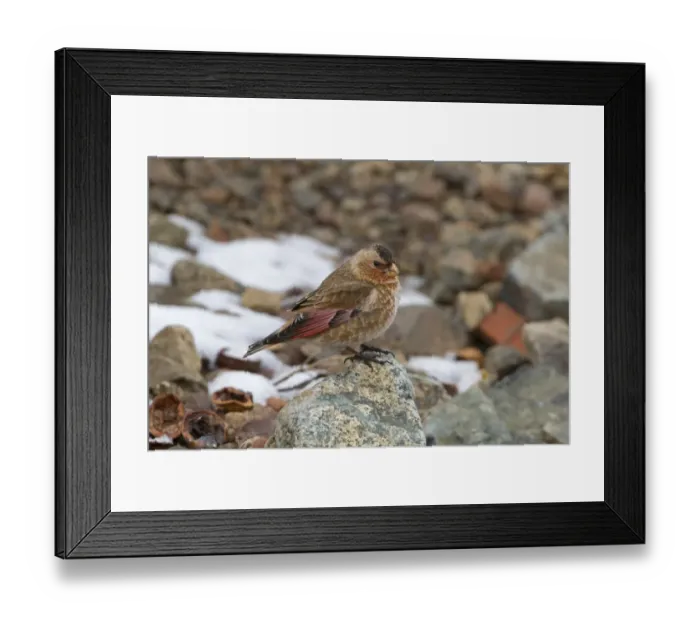 Framed Print : Crimson-winged Finch (Rhodopechys sanguinea aliena) North African subspecies, adult male, standing on rock, Morocco Framed Print : Crimson-winged Finch (Rhodopechys sanguinea aliena) North African subspecies, adult male, standing on rock, Morocco